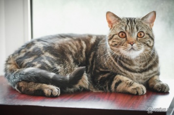 Разработка вакцины от коронавируса для кошек началась в России