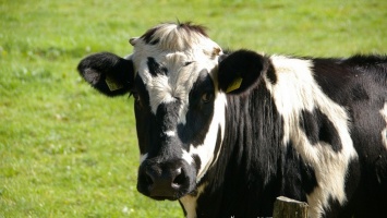 Рейтинг хозяйств с самыми удойными коровами составлен в Алтайском крае