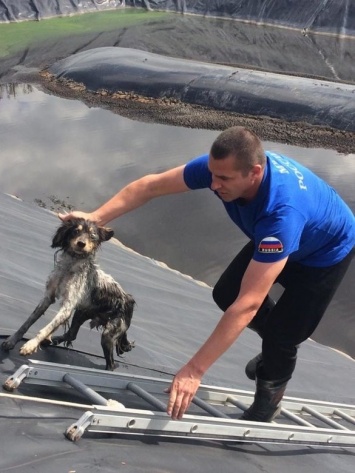 В Прохоровке сотрудники МЧС спасли собаку, упавшую в яму для сточных вод