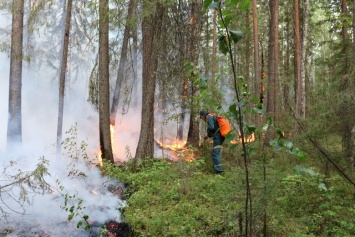 Впервые в Югре не зарегистрировано ни одного лесного пожара