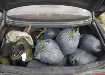 Пять мешков с коноплей нашли в багажнике амурчан инспекторы ДПС