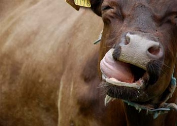 В Приамурье поставят прививки всем коровам, живущим вдоль границы с Китаем