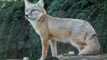 Алтайским охотникам выдадут разрешения на добычу зайца, лисицы, волка