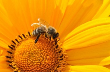 Пасечники забили тревогу: тысячи пчелиных семей погибли в Кузбассе