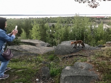 Петрозаводчанка сфотографировала на карьере лису, которая совсем не боится подходить к людям