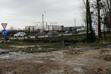 В Гурьевске после смерти школьницы из-за упавшего дерева возбуждено уголовное дело на чиновника