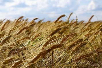 У фермера за долги арестовали 120 тонн зерна