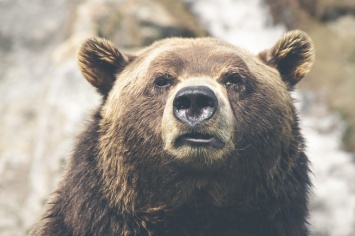 Агрессивный бурый медведь набросился на группу людей на Чукотке