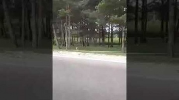 Кузбассовцы сняли на видео бежавшего возле города медвежонка