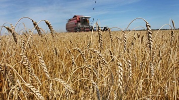 В Алтайском крае собрали 1,75 млн тонн зерна нового урожая