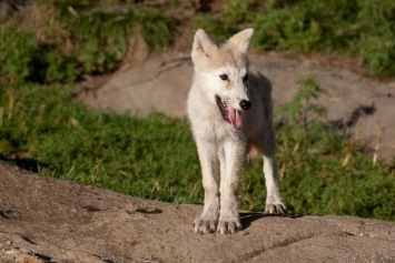 В зоопарке Белгорода поселилась 4-месячная полярная волчица