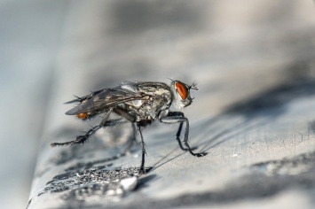 Источник заразы. Белгородцы жалуются на нашествие мух