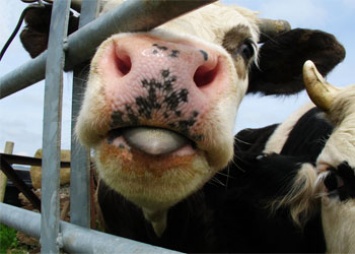 Комплексы по производству мяса и молока в Приамурье получат поддержку на 390 миллионов