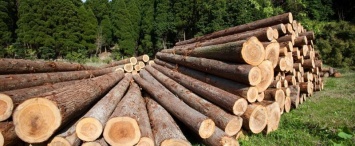В Калужской области выявлена крупная контрабанда леса