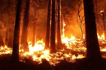 Пожар в Ростовской области распространился на территорию более тысячи гектаров