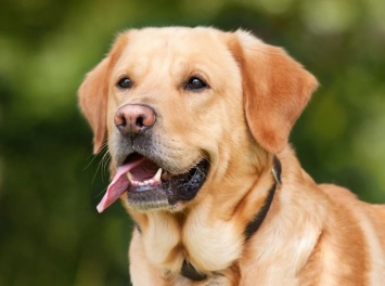 Лабрадоры вновь стали самыми популярными собаками в США