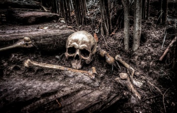 Грибники нашли в подмосковном лесу человеческий череп