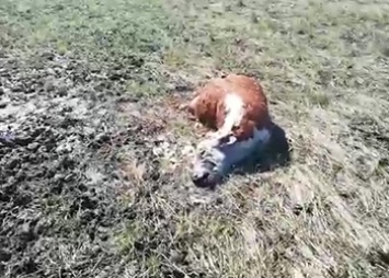 В Белогорском районе из-за сильных ливней утонули коровы