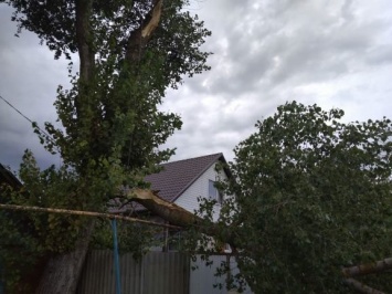 В Белгородской области рухнувшее дерево оставило без света 10 домов