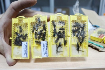 Белгородцы получают по почте посылки с пчелами