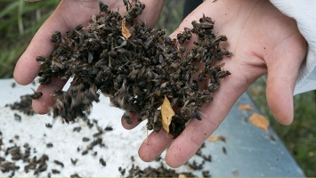 Прерванный полет: кто виноват в гибели пчел в Шипуновском районе