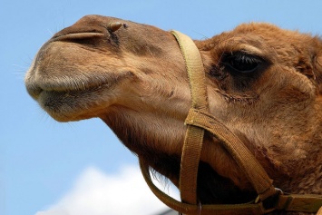 Прокуратура заинтересовалась условиями содержания верблюда в Тюмени