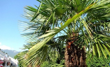В Ялте от неизвестного насекомого гибнут пальмы