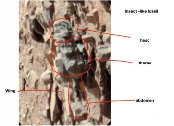 Американский ученый нашел насекомых на Марсе