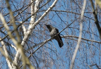 Чудо-ворона: крылатый звукоподражатель "дает концерты" в Петрозаводске
