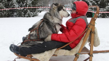 Праздник «День собаки» пройдет 1 декабря в Алтайском крае