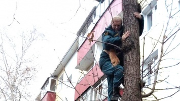 В Белгородской области кошка просидела на дереве два дня и дождалась спасателей