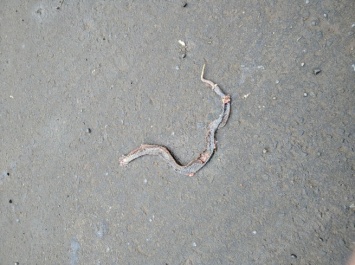 Неизвестные смертельно изувечили найденную в кемеровском дворе змею