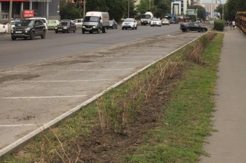 Мэрия Барнаула пообещала восстановить сгинувший из-за благоустройства кустарник в центре города