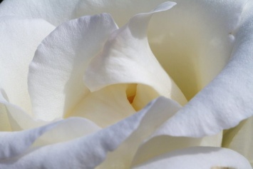 В Ялте состоится благотворительная акция «Белый цветок»
