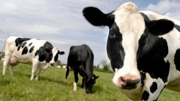 В Алтайском крае жители сел сокращают поголовье коров