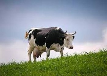 В Приамурье на зиму готовят стойла для коров