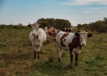 Семья из Чесноково построит молочную ферму на «Дальневосточных гектарах»