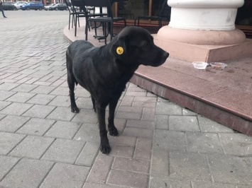 Черная породистая собака ищет хозяев в Кемерове