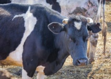 В Приамурье начали прививать коров от новой «заразы»