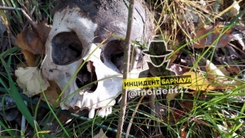 Алтайские грибники нашли в лесу человеческий череп