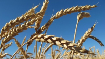 Пшеницу первого класса впервые за многие годы выявили в Алтайском крае
