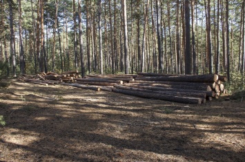 Барнаульцев взволновали рубки леса на «Трассе здоровья» в сосновом бору