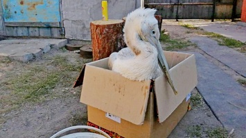 В Алтайском крае охотник подстрелил редкого пеликана