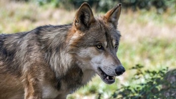 В Карелии участились выходы волков в населенные пункты