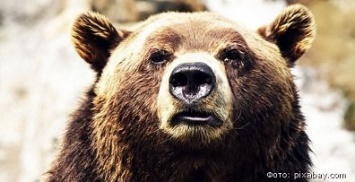 В Петропавловске медведь поживился на помойке и убежал от полиции