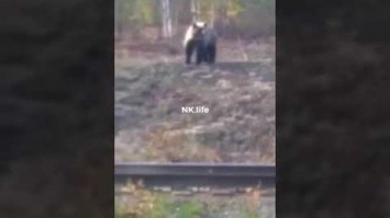 Крупный медведь перепугал рабочих под Новокузнецком
