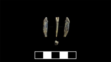 Ученые нашли в алтайской пещере зубы неандертальцев