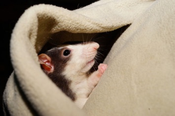 Обнаружившая мины крыса получила высшую награду Великобритании