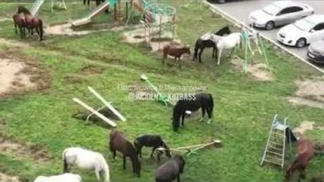 Лошади "захватили" детскую площадку в Кузбассе