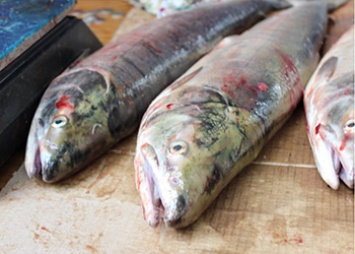 В Приамурье не пустили полторы тонны замороженной рыбы